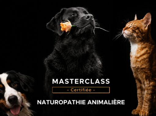 Formation en Naturopathie Animalière certifiée Qualiopi